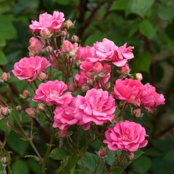 Coral Cluster - Shop All Roses - Type