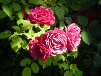 Cluster of Roses