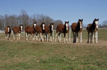 A Chance to Meet Future Stars of the Budweiser Clydesdales: Warm ...