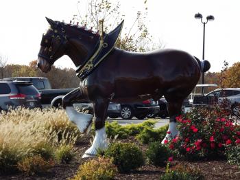 Budweiser Clydesdale Farm near Boonville, MO | Memories | Pinterest ...