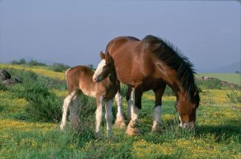Clydesdale horses | Simply Marvelous Horse World