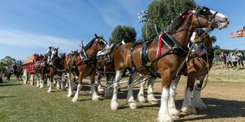 New Baby Clydesdale Is Born Into The Budweiser Family | HuffPost