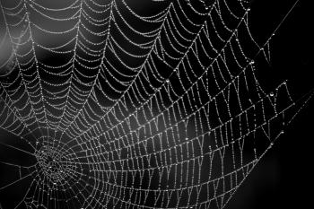 Cobweb Free Stock Photo - Public Domain Pictures