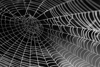50+ Great Cobweb Photos · Pexels · Free Stock Photos