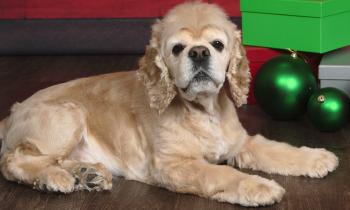 My Cocker Spaniel – Cocker spaniel news, information, media, and ...