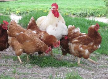 The meaning and symbolism of the word - «Hen/Rooster»
