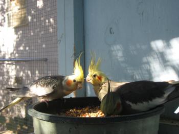 Cockatiels at lunch