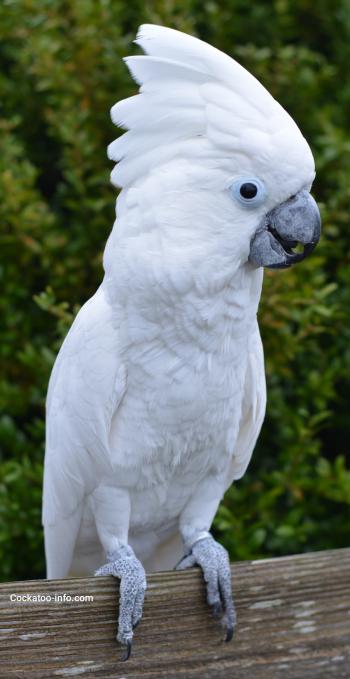 Giving your cockatoo a shower | Cockatoo-info.com