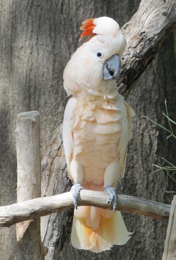 Cockatoo on the Branch