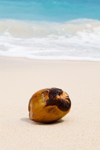 Coconut on the Beach