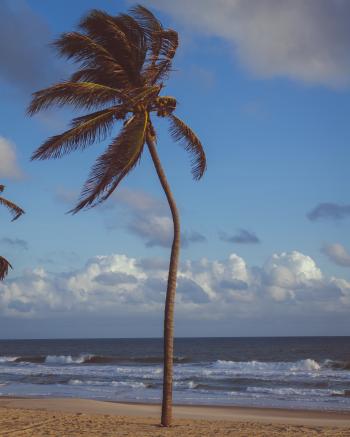 Coconut Palm Tree Near Sea