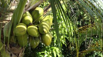 Beautiful Tropical Coconut Tree in hot sunny day, Close up coconut ...