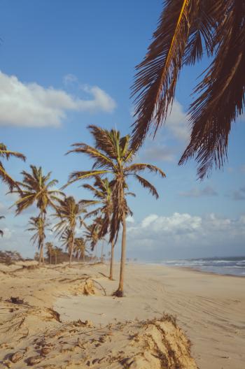 Coconut Tree Near Sea at Daytime