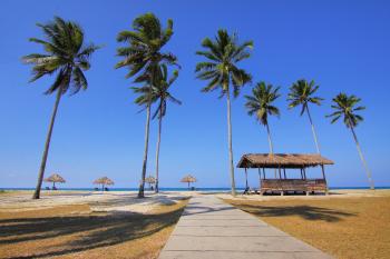 Coconut Trees Lined Near Sea at Daytime