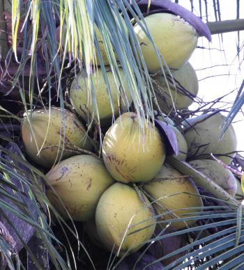 Coconuts Growing on a Tree