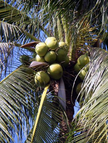 Coconuts in tree