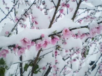 Cold Weather Blooms