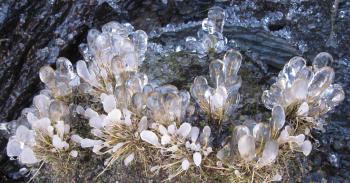 Cold flowers : Photos, Diagrams & Topos : SummitPost