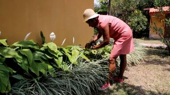 Africa/America Woman in Hat Cutting and Collecting Flowers Stock ...