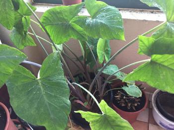 colocasia leaves pinwheels | ashstylegourmet's Blog
