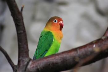 Colored love bird