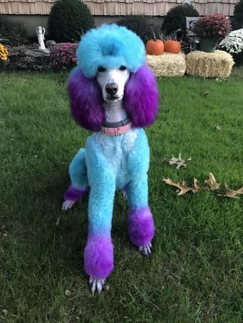 repinned- Creative Poodle grooming | For the fur babies | Pinterest ...