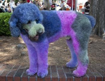 Colored Poodle