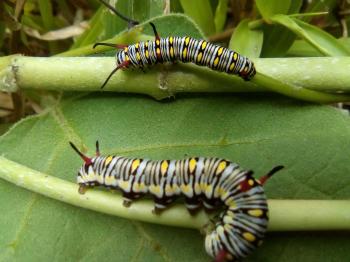 Caterpillar colorful — Steemit