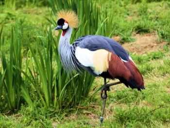 The Crested Crane | Muzungu.com