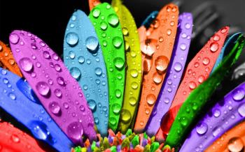 Colorful Flower Wallpapers - Wallpaper Cave