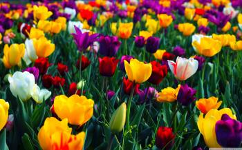 Colorful Flowers ❤ 4K HD Desktop Wallpaper for • Dual Monitor ...