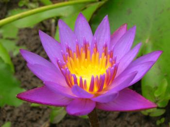 Colorful Flower - Coloring Pages