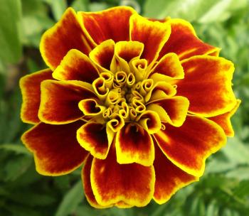 Free picture: leaf, flora, carnation, macro, colorful, flower ...