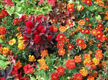 25+ Bright and Colorful Flowers For Your Garden