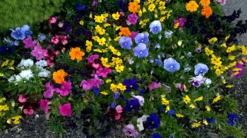 Colorful Flower Bed Free Stock Photo - Public Domain Pictures