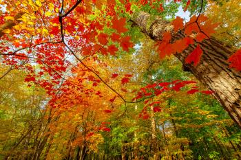 Colorful Leaves Wallpaper 30079 2048x1365 px ~ HDWallSource.com