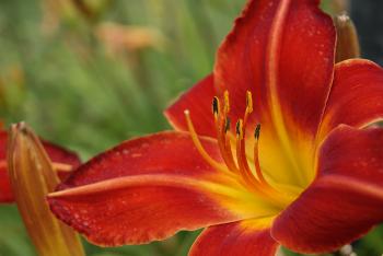 Colorful Lilly