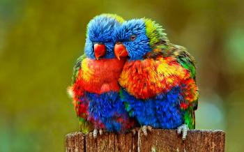 85 Rainbow Lorikeet HD Wallpapers | Background Images - Wallpaper Abyss