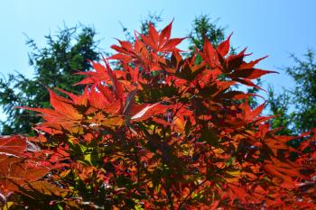 Colorful maple tree