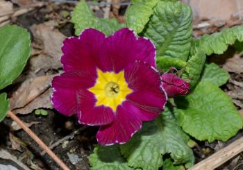 primrose – Petals and Wings