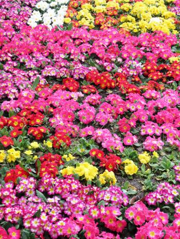 Colorful primroses