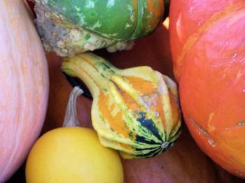 Colorful pumpkins in fall
