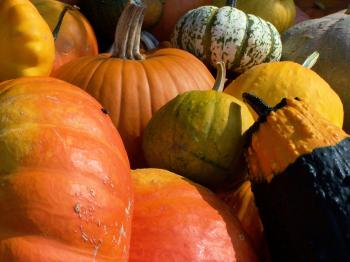Colorful pumpkins in fall