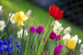 File:Colorful spring garden.jpg - Wikimedia Commons