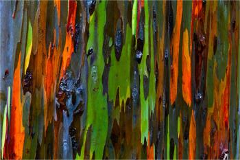 Rainbow in a Tree - Science Friday