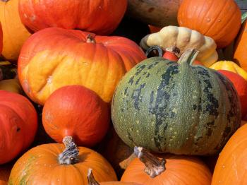 Colorfull pumpkins in fall