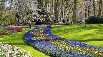 Colorful-tulip-flowers-Keukenhof-Holland