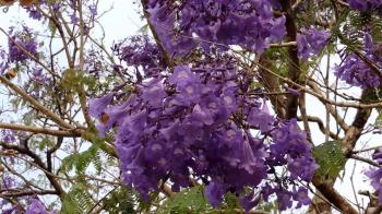 Flowering trees, Jacaranda mimosaefolia, colors of nature, nature ...