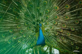 Peacock | Colors of Nature | Bandipur National Park – Antonz Photography