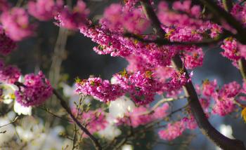 File:Colors of Nature (33626484546).jpg - Wikimedia Commons